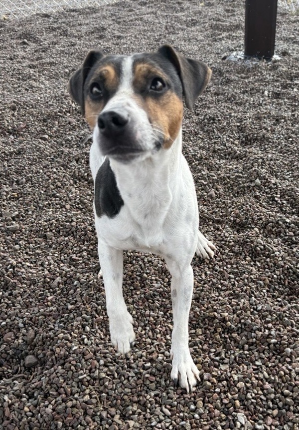 Jack, an adoptable Mixed Breed in Great Falls, MT, 59405 | Photo Image 1