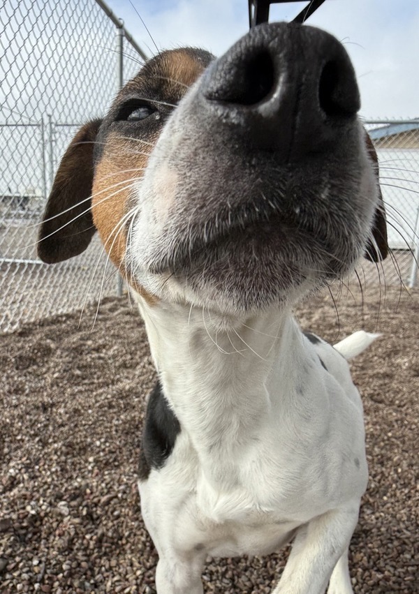 Jack, an adoptable Mixed Breed in Great Falls, MT, 59405 | Photo Image 2