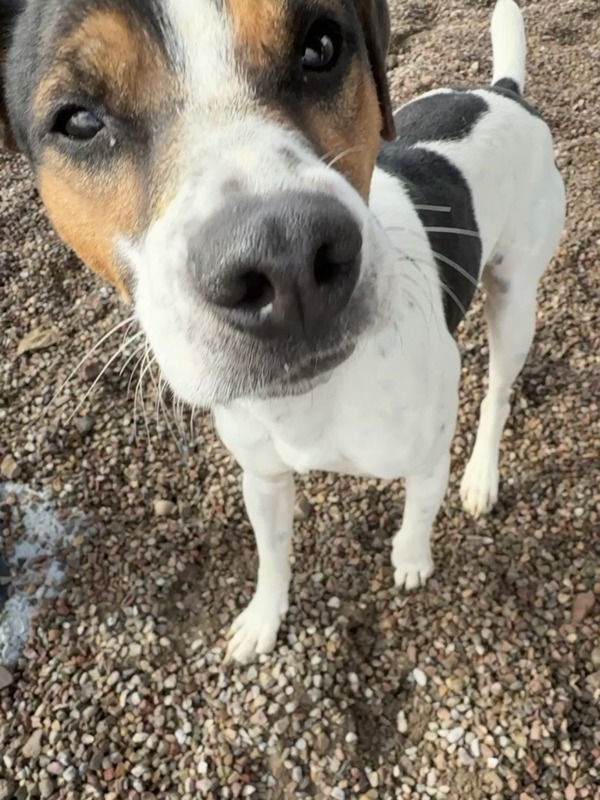 Jack, an adoptable Mixed Breed in Great Falls, MT, 59405 | Photo Image 3