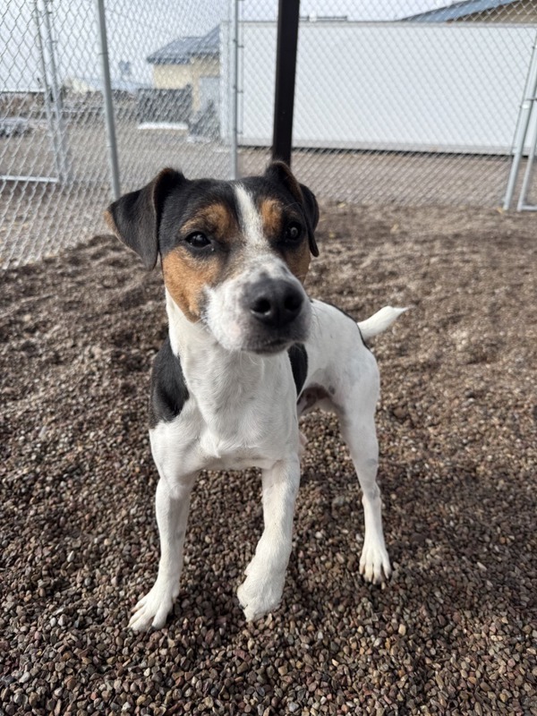Jack, an adoptable Mixed Breed in Great Falls, MT, 59405 | Photo Image 4