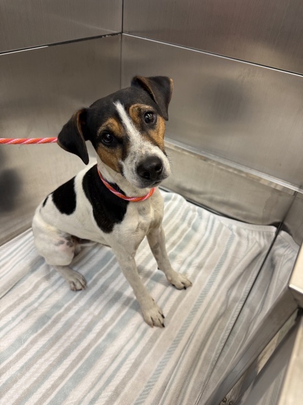 Jack, an adoptable Mixed Breed in Great Falls, MT, 59405 | Photo Image 5