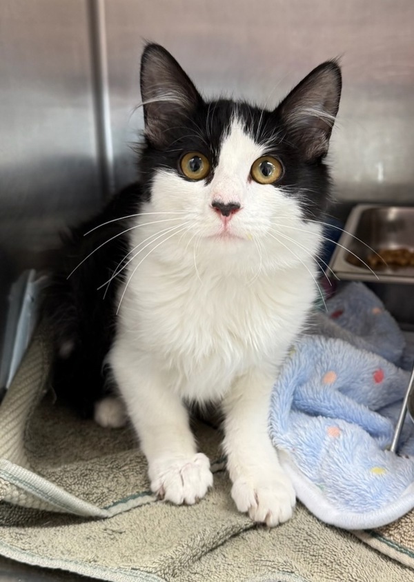 Elena, an adoptable Domestic Medium Hair in Great Falls, MT, 59405 | Photo Image 1