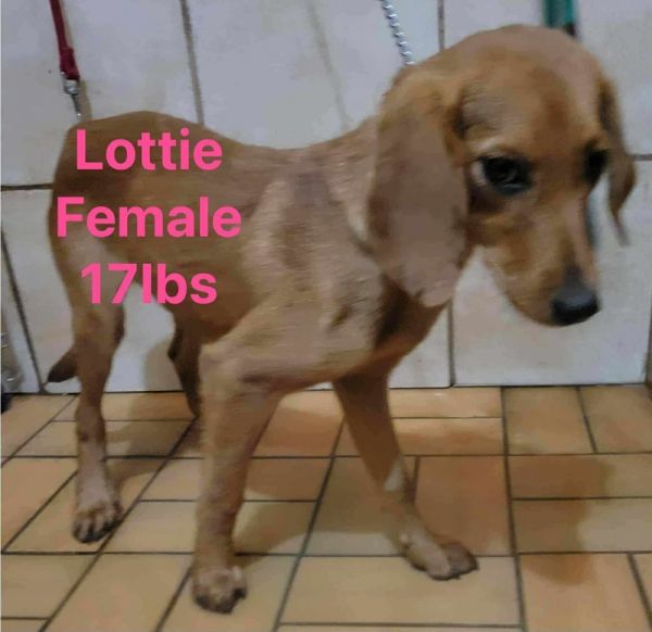 Little Ladies : Lottie