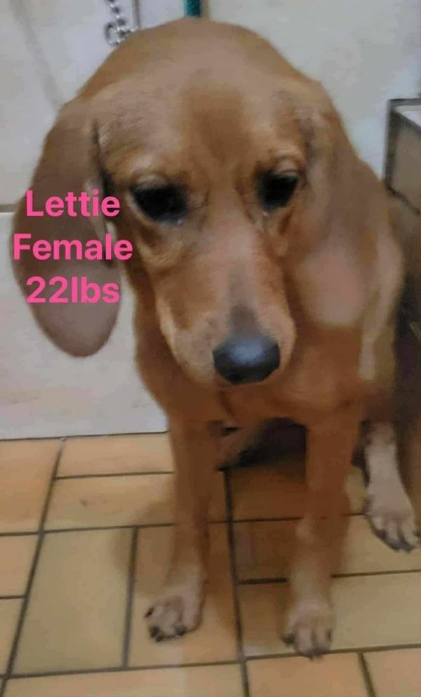 Little Ladies : Lettie