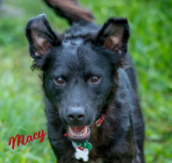 Macy Lapdogwannabe thumbnail 3