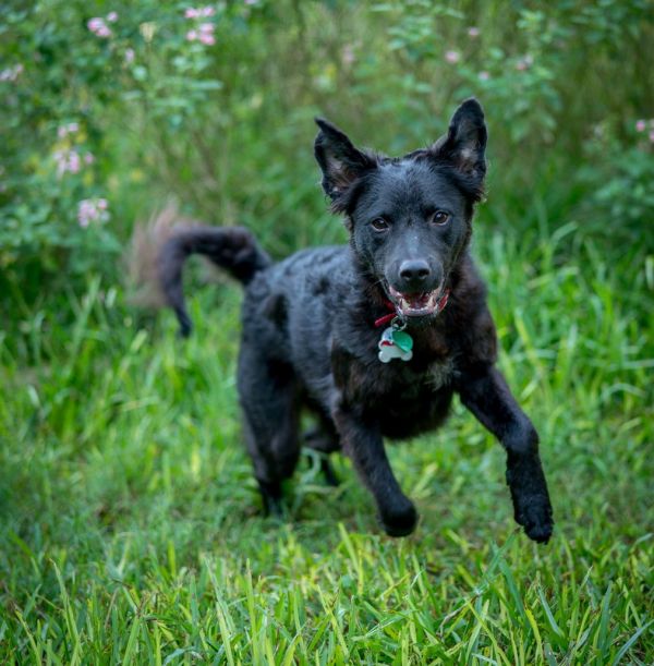 Macy Lapdogwannabe thumbnail 4