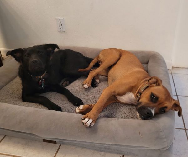 Macy Lapdogwannabe thumbnail 5