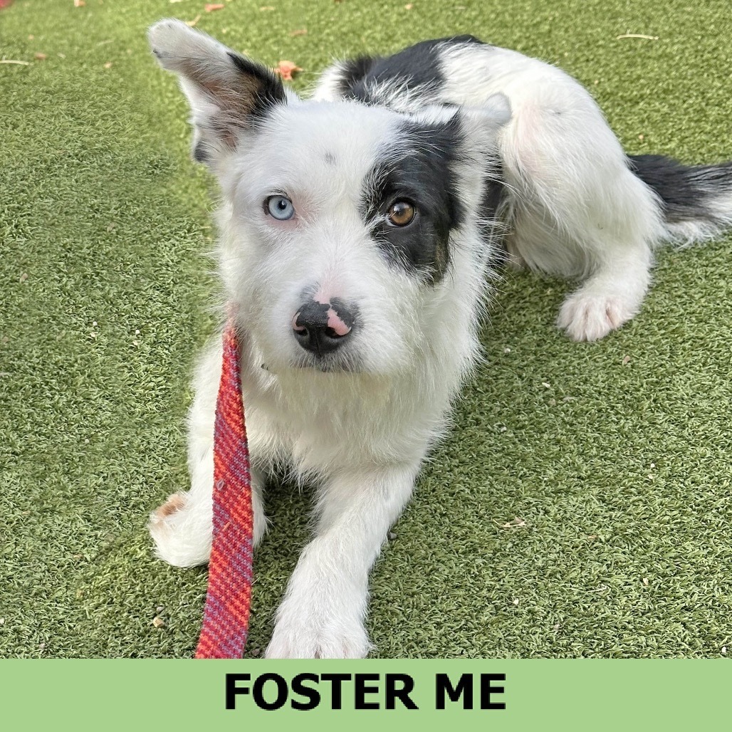 Patches, an adoptable Mixed Breed in Hailey, ID, 83333 | Photo Image 1