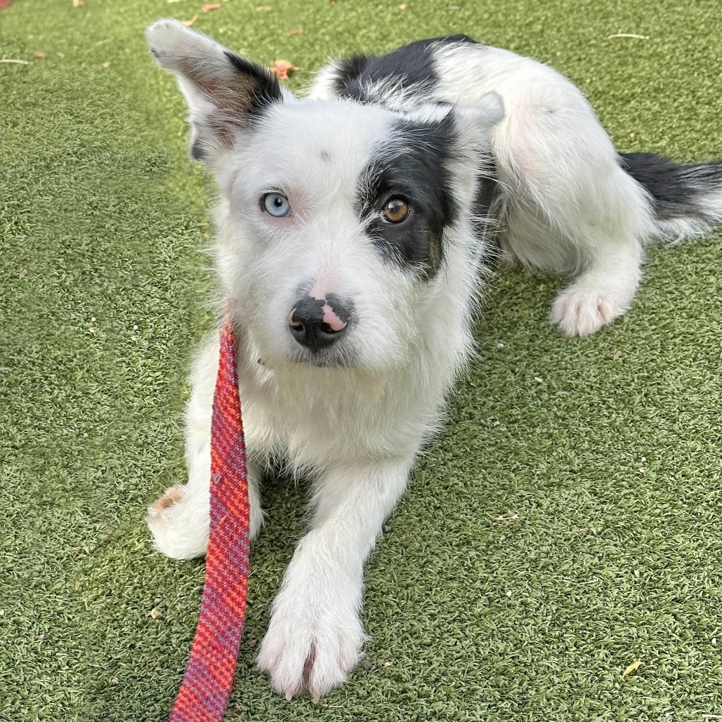 Patches, an adoptable Mixed Breed in Hailey, ID, 83333 | Photo Image 2