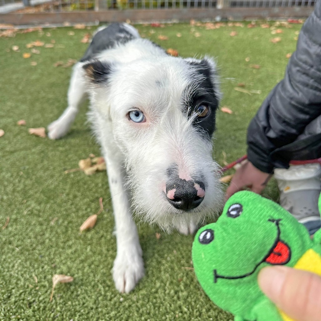 Patches, an adoptable Mixed Breed in Hailey, ID, 83333 | Photo Image 3
