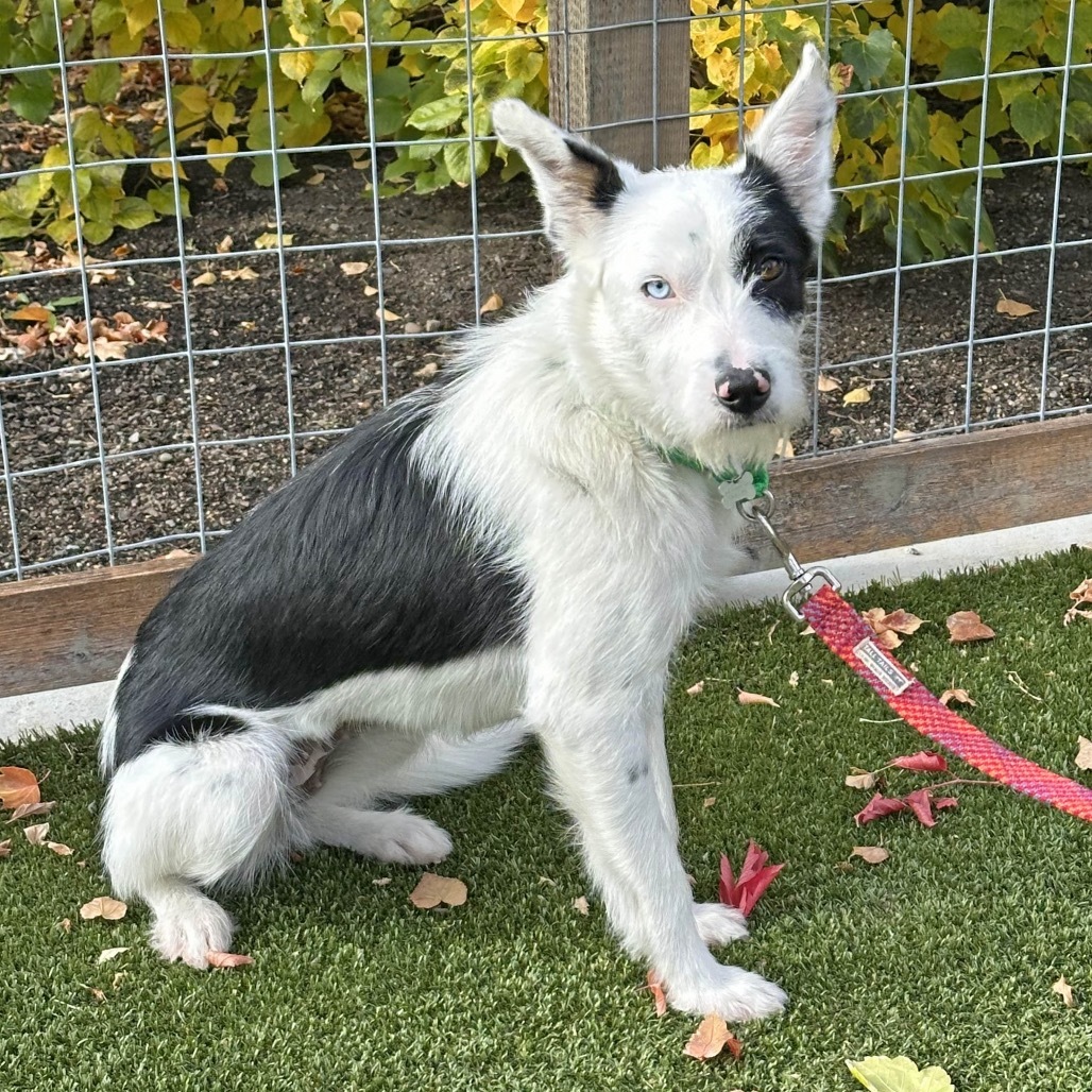 Patches, an adoptable Mixed Breed in Hailey, ID, 83333 | Photo Image 4