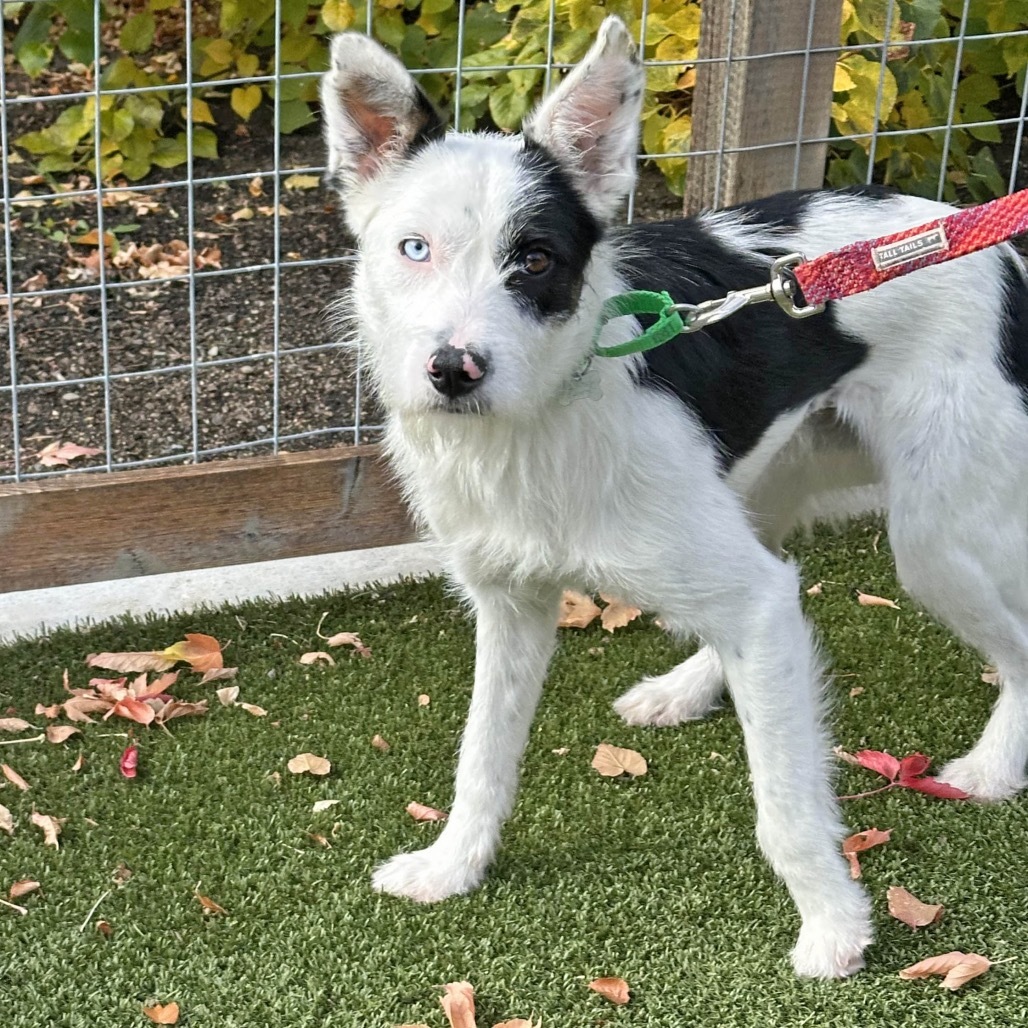 Patches, an adoptable Mixed Breed in Hailey, ID, 83333 | Photo Image 5