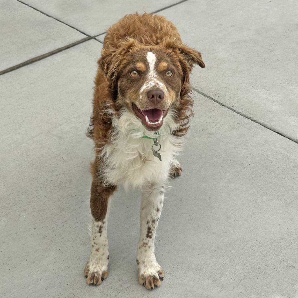 Sodapop, an adoptable Mixed Breed in Hailey, ID, 83333 | Photo Image 1