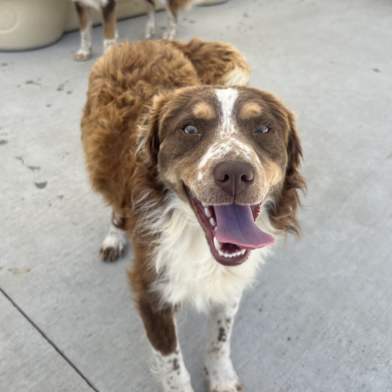 Sodapop, an adoptable Mixed Breed in Hailey, ID, 83333 | Photo Image 2
