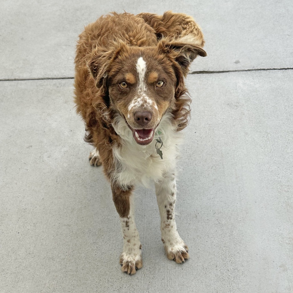 Sodapop, an adoptable Mixed Breed in Hailey, ID, 83333 | Photo Image 3