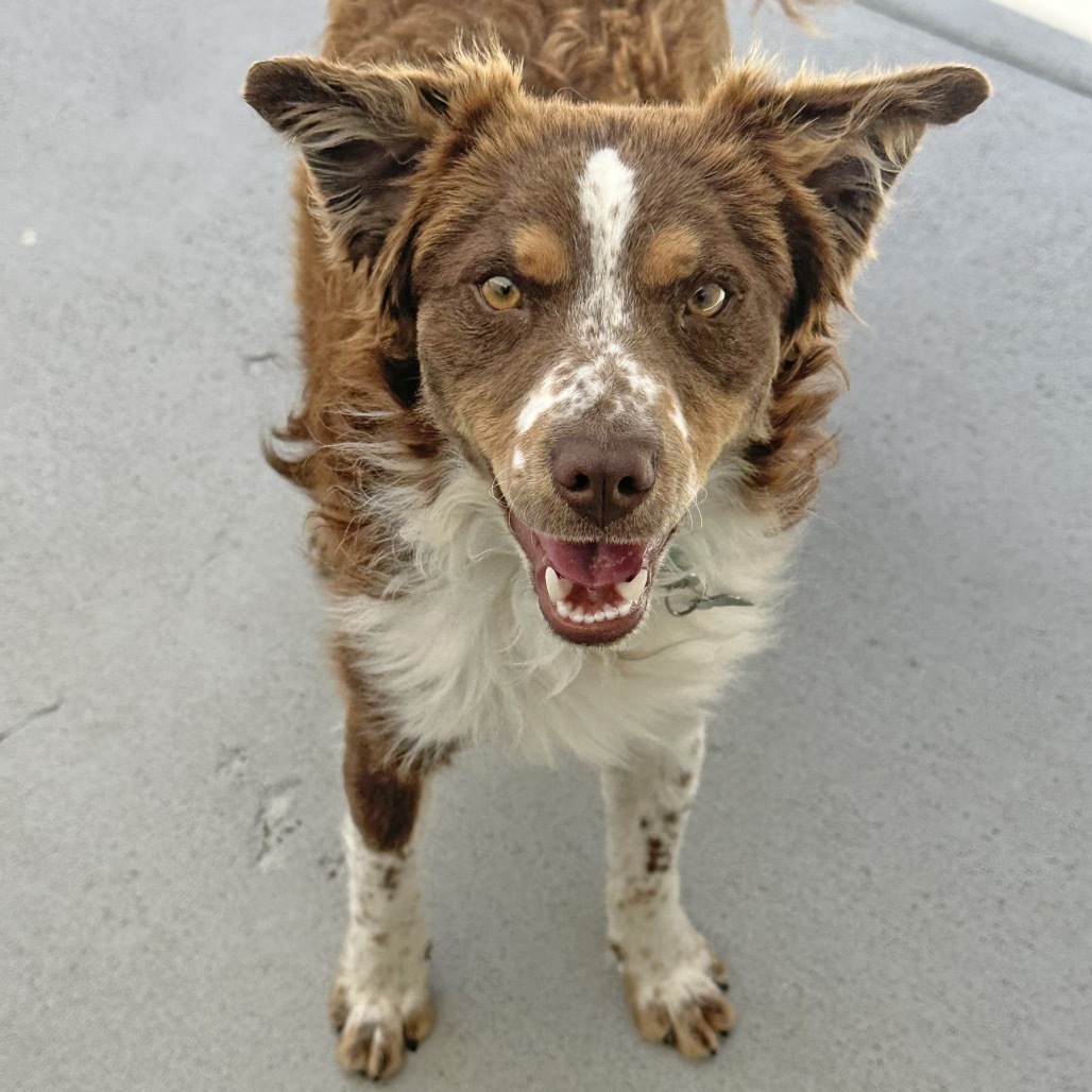 Sodapop, an adoptable Mixed Breed in Hailey, ID, 83333 | Photo Image 4