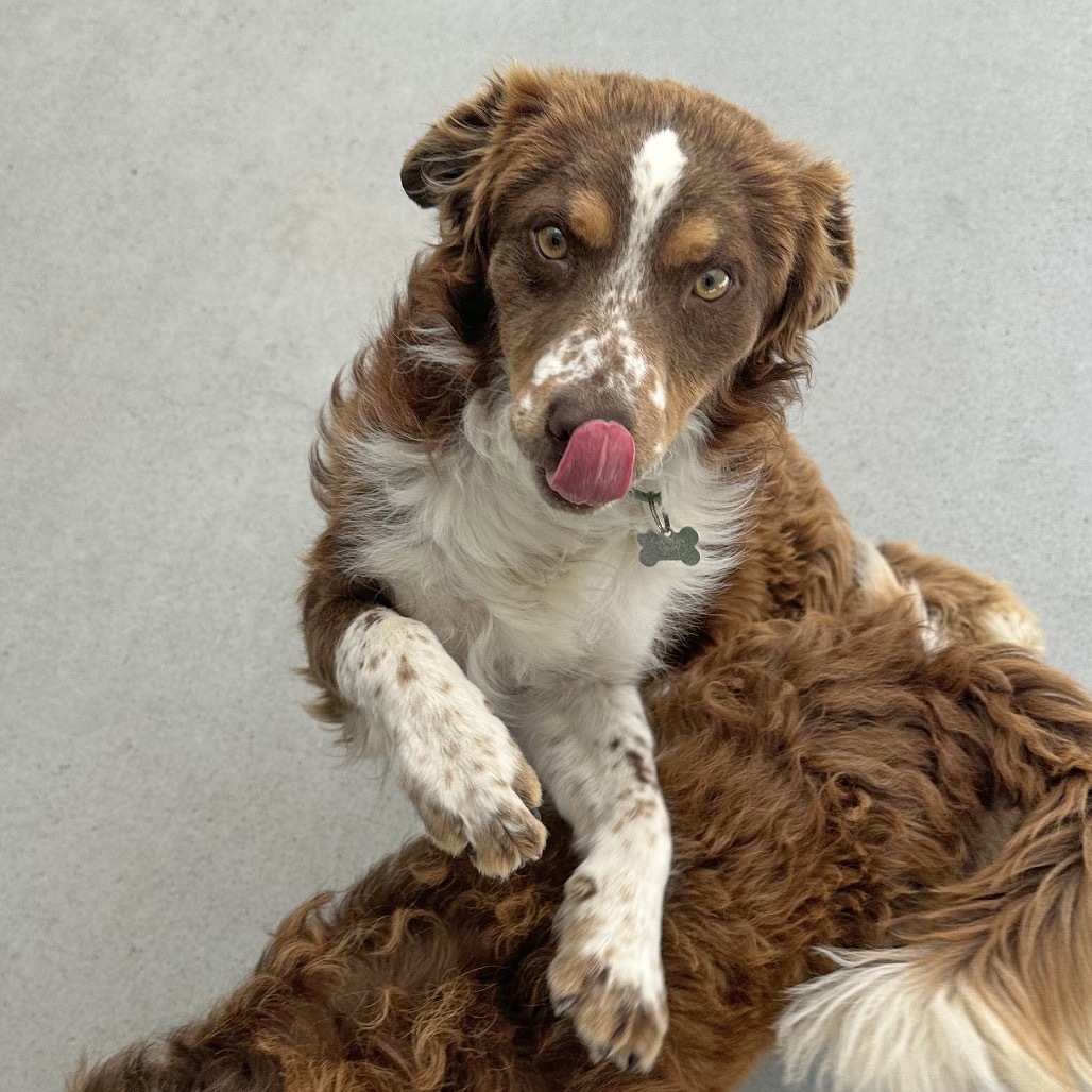 Sodapop, an adoptable Mixed Breed in Hailey, ID, 83333 | Photo Image 5