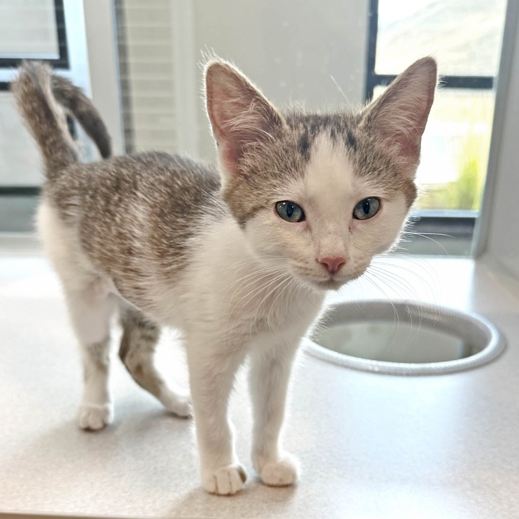 Hyacinth, an adoptable Domestic Short Hair in Hailey, ID, 83333 | Photo Image 1