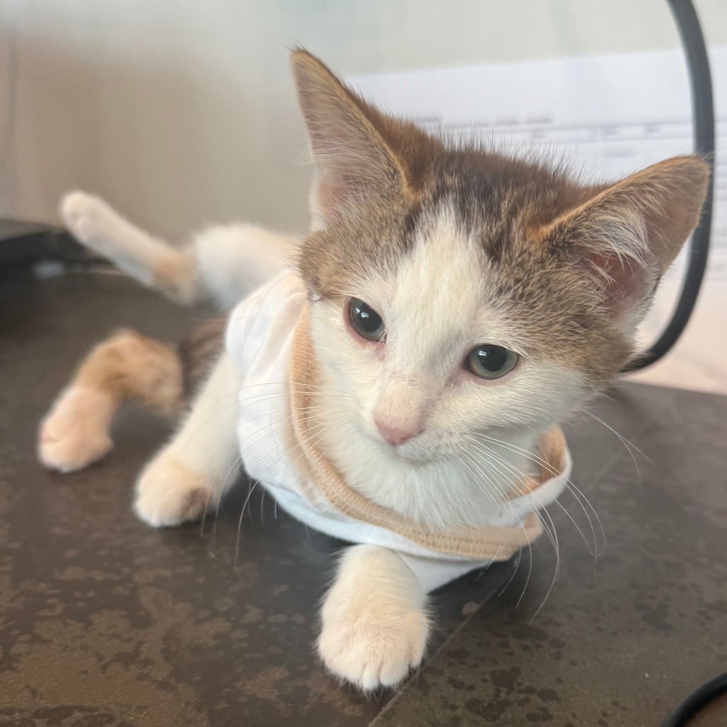 Hyacinth, an adoptable Domestic Short Hair in Hailey, ID, 83333 | Photo Image 2