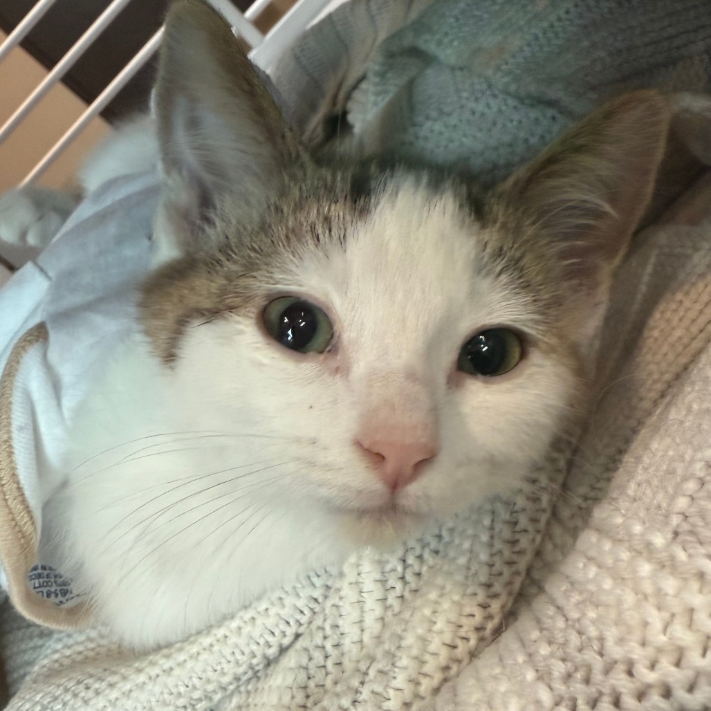 Hyacinth, an adoptable Domestic Short Hair in Hailey, ID, 83333 | Photo Image 3