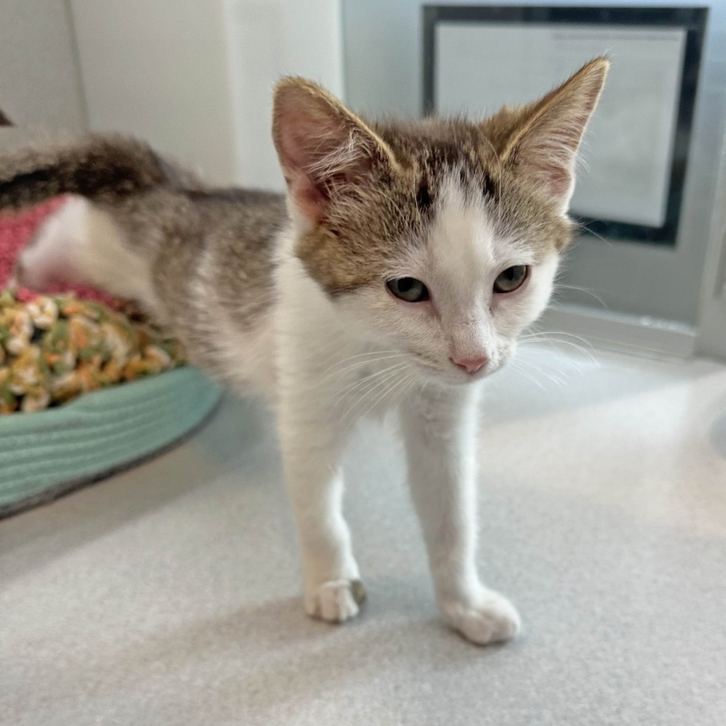 Hyacinth, an adoptable Domestic Short Hair in Hailey, ID, 83333 | Photo Image 4