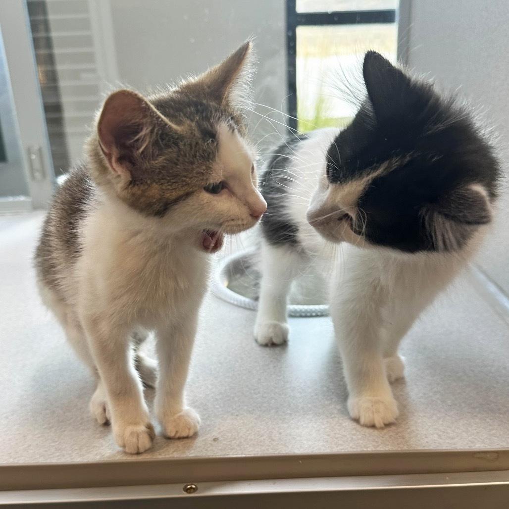 Hyacinth, an adoptable Domestic Short Hair in Hailey, ID, 83333 | Photo Image 5