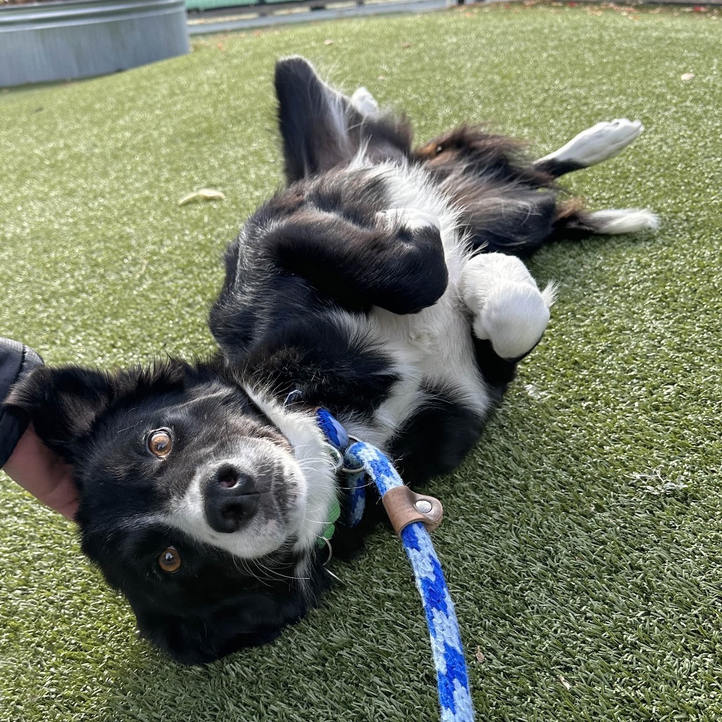 Millie, an adoptable Mixed Breed in Hailey, ID, 83333 | Photo Image 1