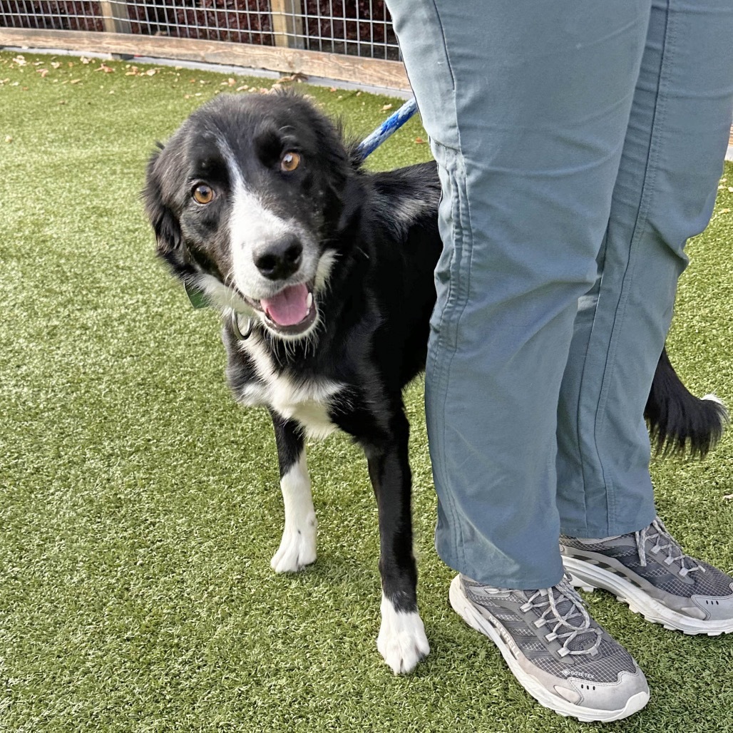 Millie, an adoptable Mixed Breed in Hailey, ID, 83333 | Photo Image 2