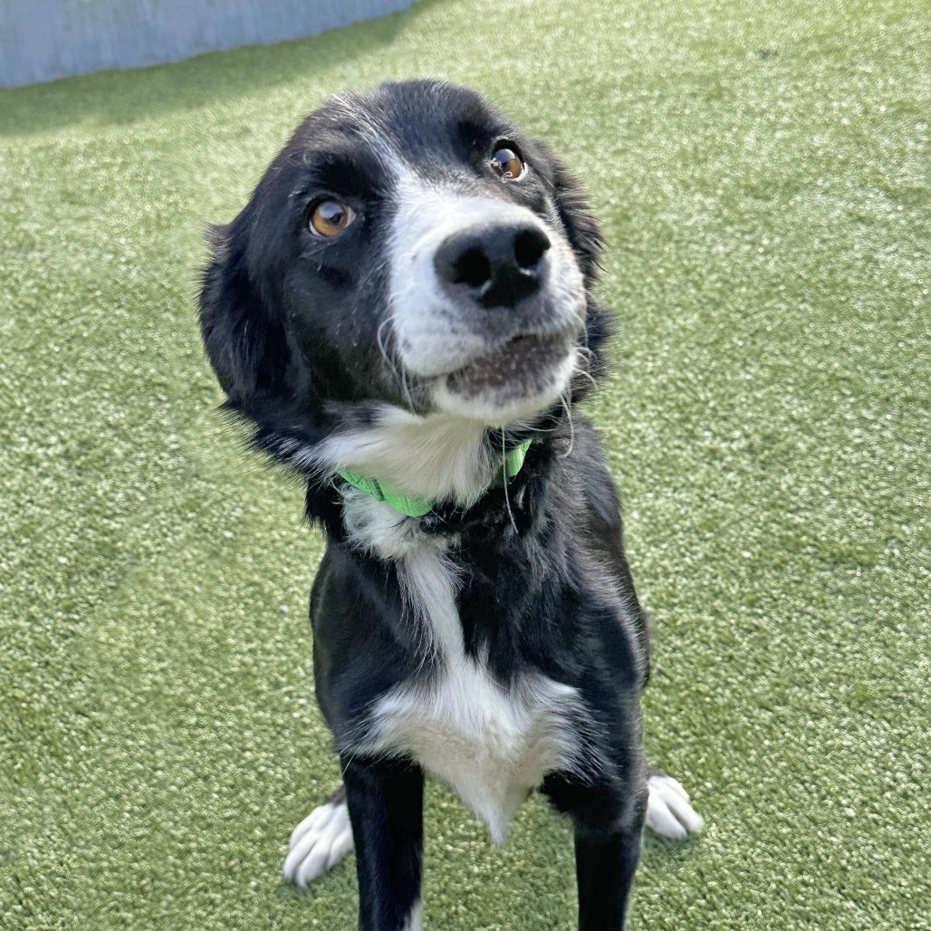 Millie, an adoptable Mixed Breed in Hailey, ID, 83333 | Photo Image 3