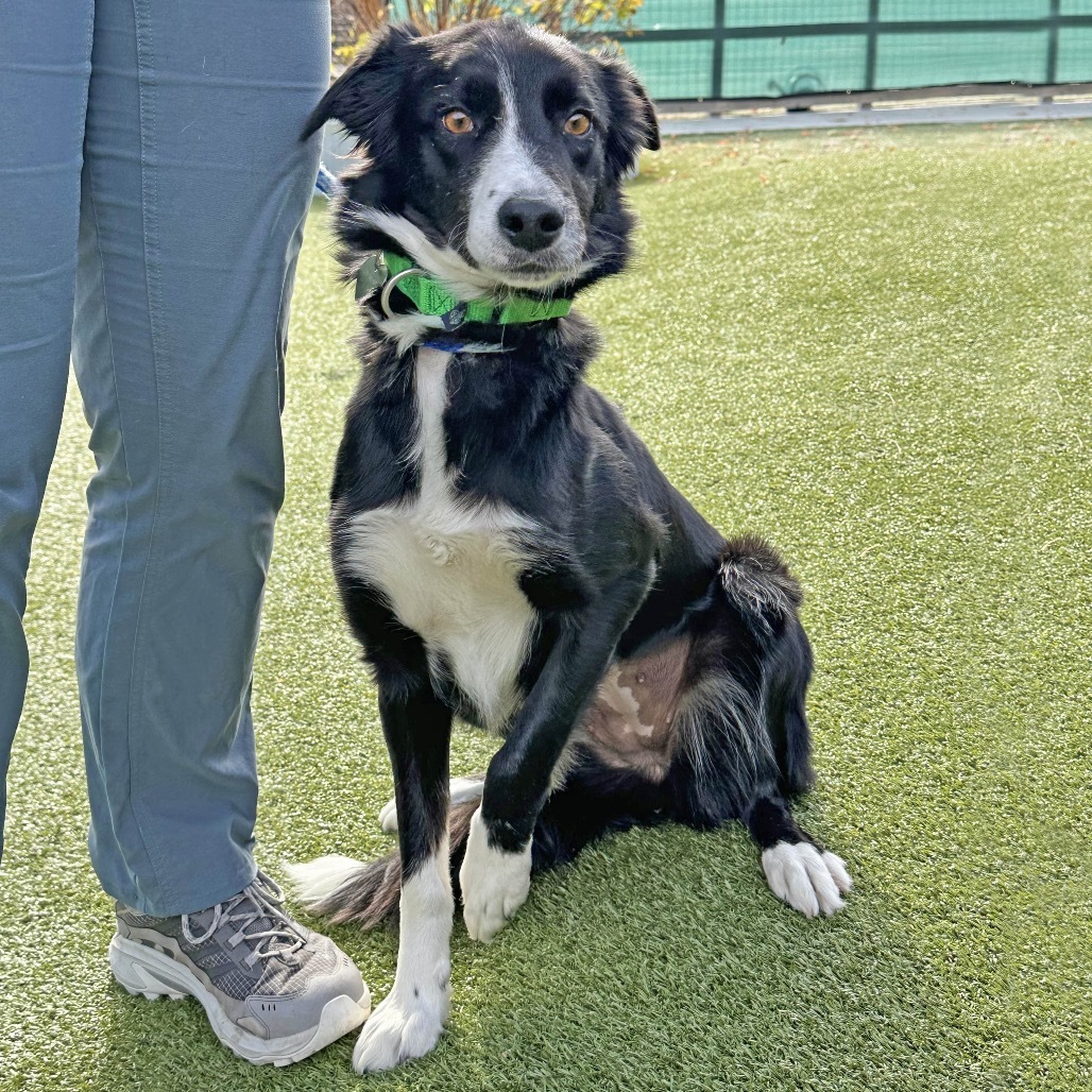 Millie, an adoptable Mixed Breed in Hailey, ID, 83333 | Photo Image 4