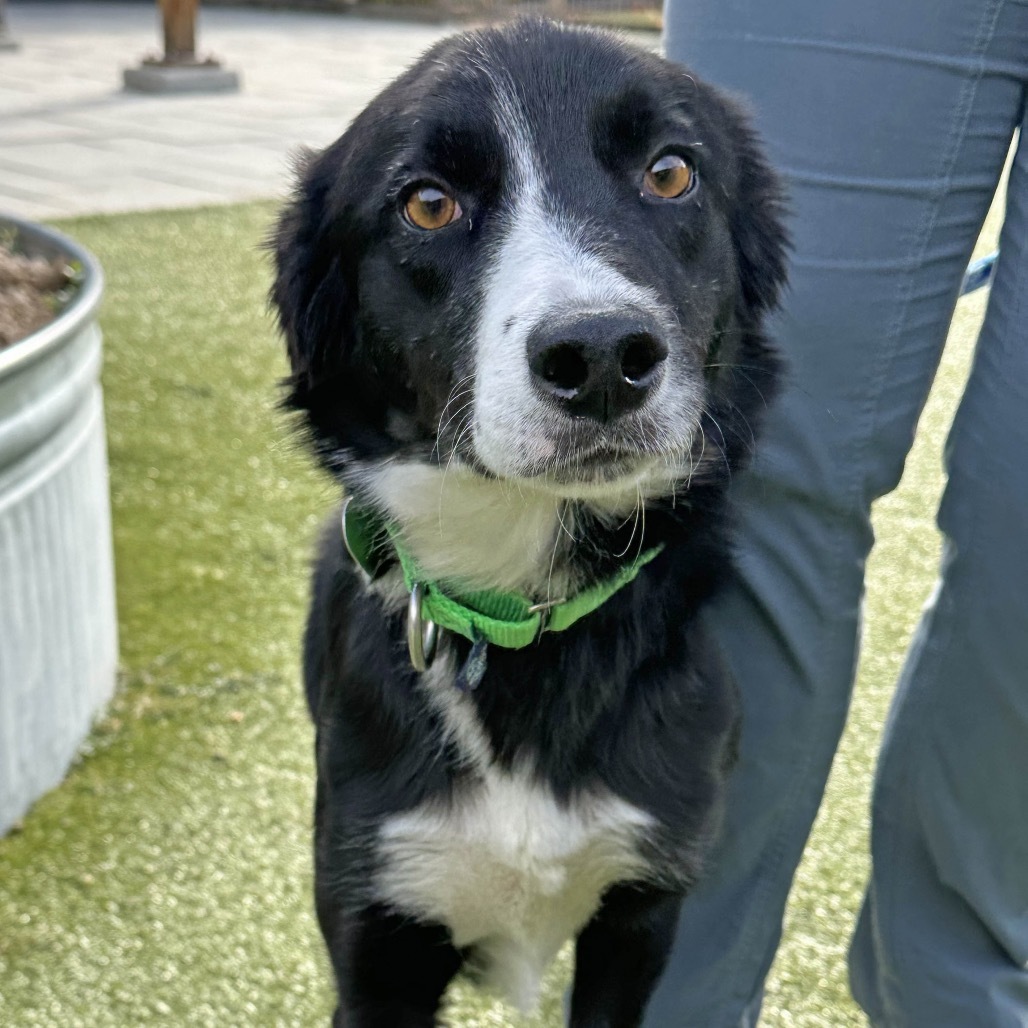 Millie, an adoptable Mixed Breed in Hailey, ID, 83333 | Photo Image 5