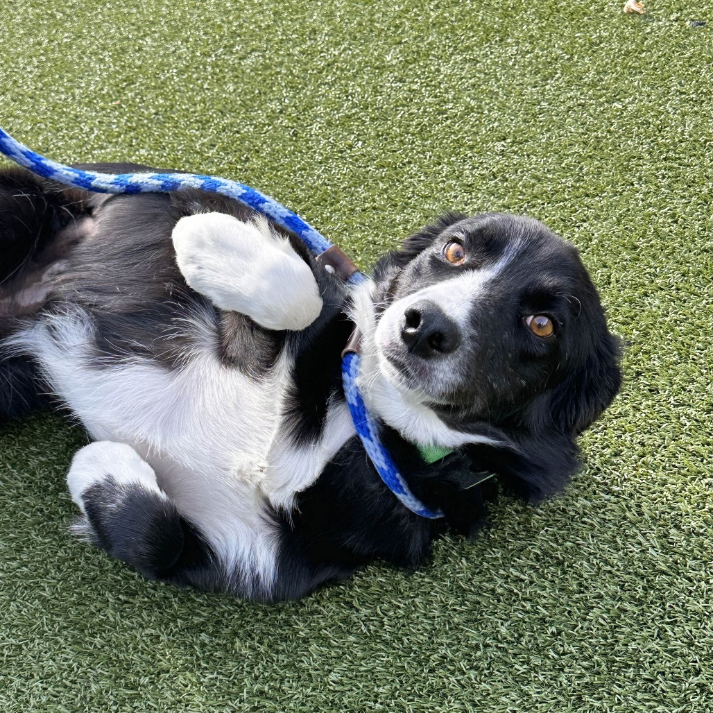 Millie, an adoptable Mixed Breed in Hailey, ID, 83333 | Photo Image 6