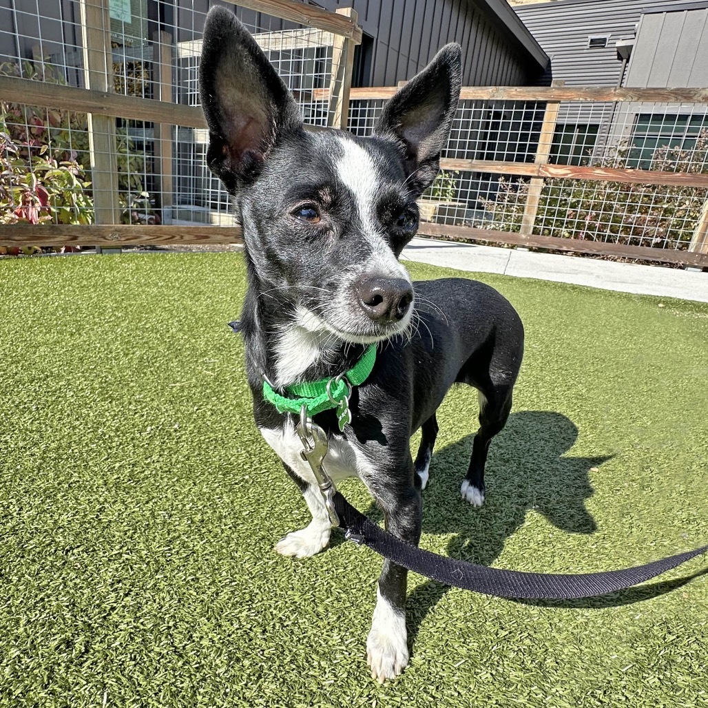 Spike, an adoptable Mixed Breed in Hailey, ID, 83333 | Photo Image 1