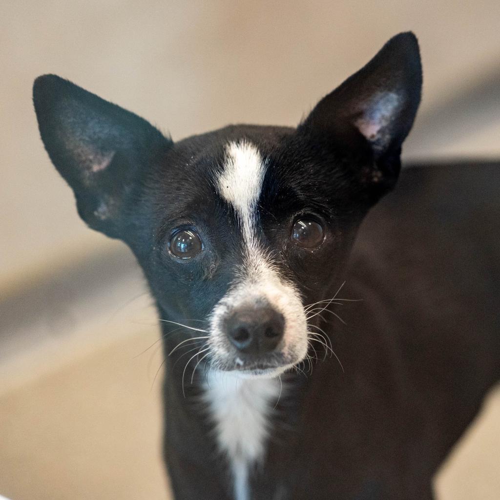 Spike, an adoptable Mixed Breed in Hailey, ID, 83333 | Photo Image 2