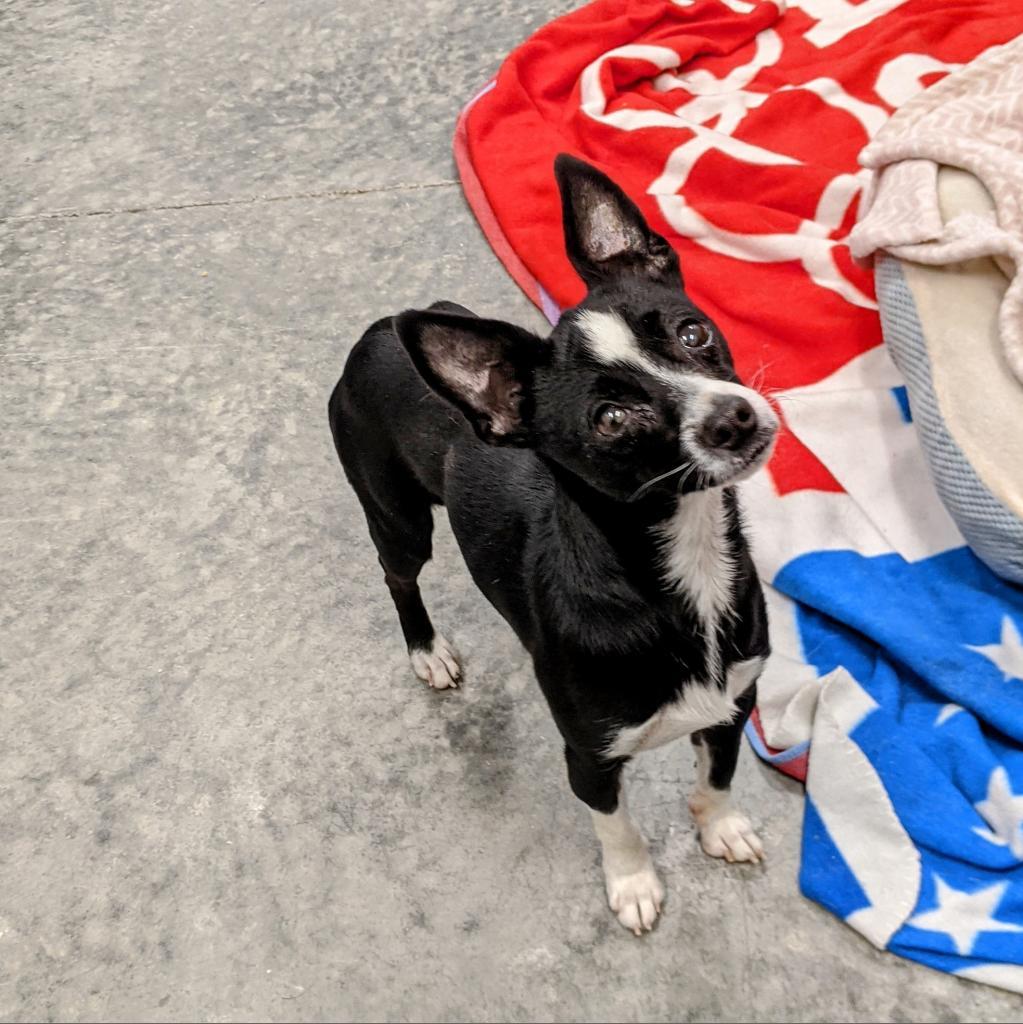 Spike, an adoptable Mixed Breed in Hailey, ID, 83333 | Photo Image 3