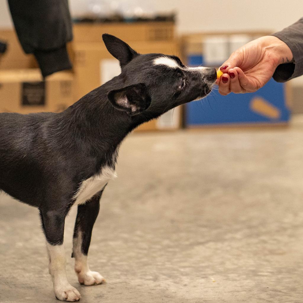 Spike, an adoptable Mixed Breed in Hailey, ID, 83333 | Photo Image 4