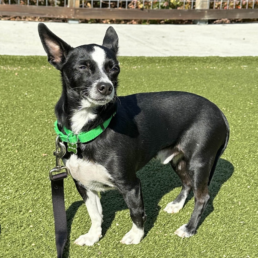 Spike, an adoptable Mixed Breed in Hailey, ID, 83333 | Photo Image 5