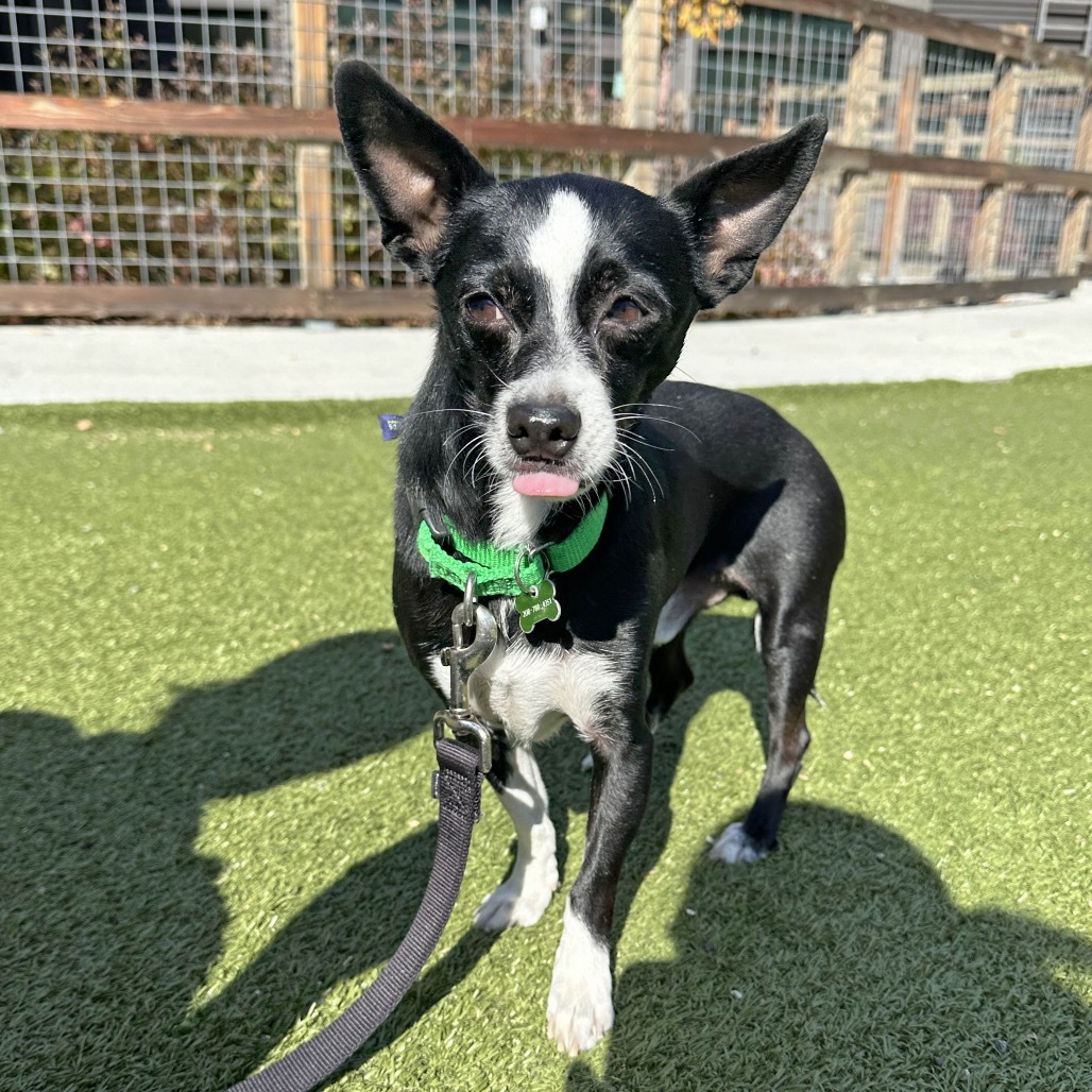 Spike, an adoptable Mixed Breed in Hailey, ID, 83333 | Photo Image 6