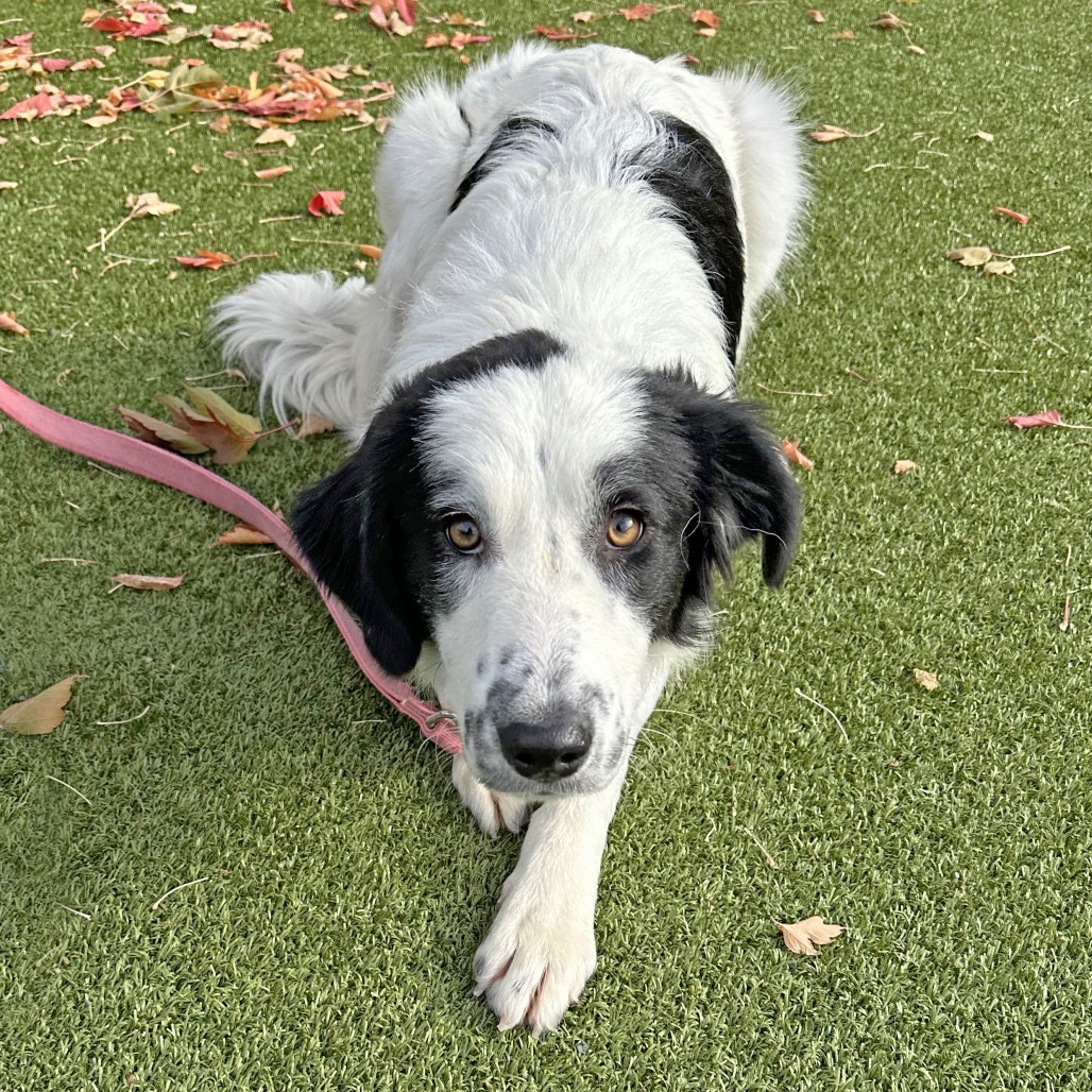 Smudge, an adoptable Mixed Breed in Hailey, ID, 83333 | Photo Image 2