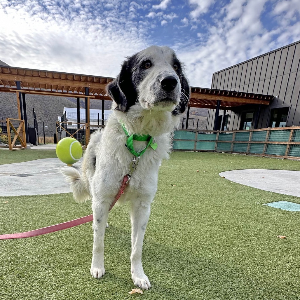Smudge, an adoptable Mixed Breed in Hailey, ID, 83333 | Photo Image 3