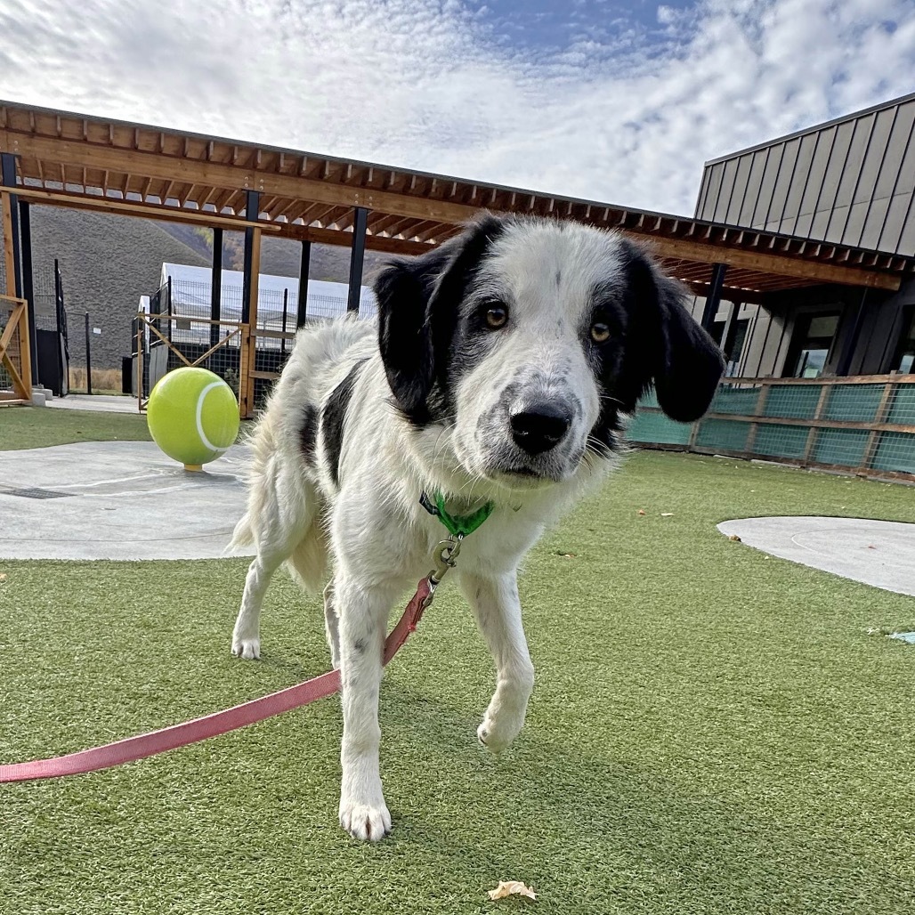 Smudge, an adoptable Mixed Breed in Hailey, ID, 83333 | Photo Image 4