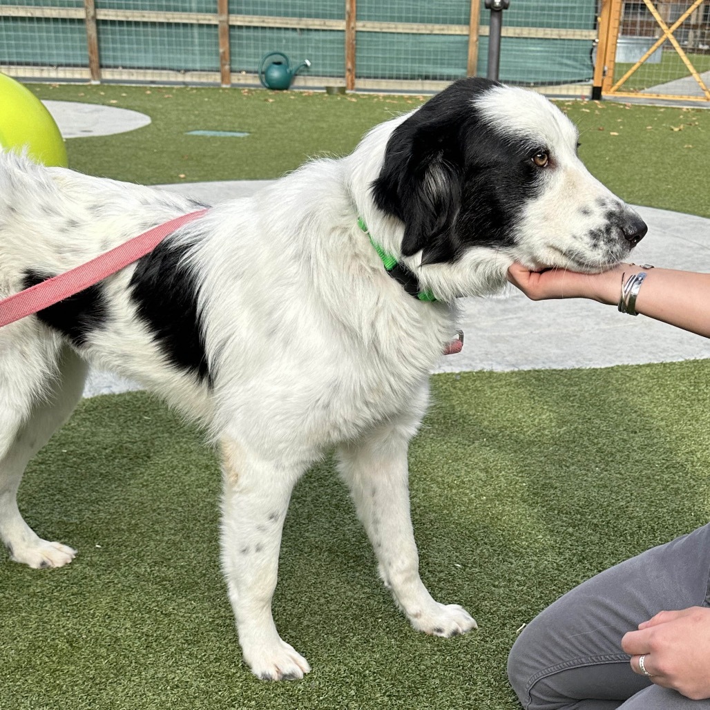 Smudge, an adoptable Mixed Breed in Hailey, ID, 83333 | Photo Image 5