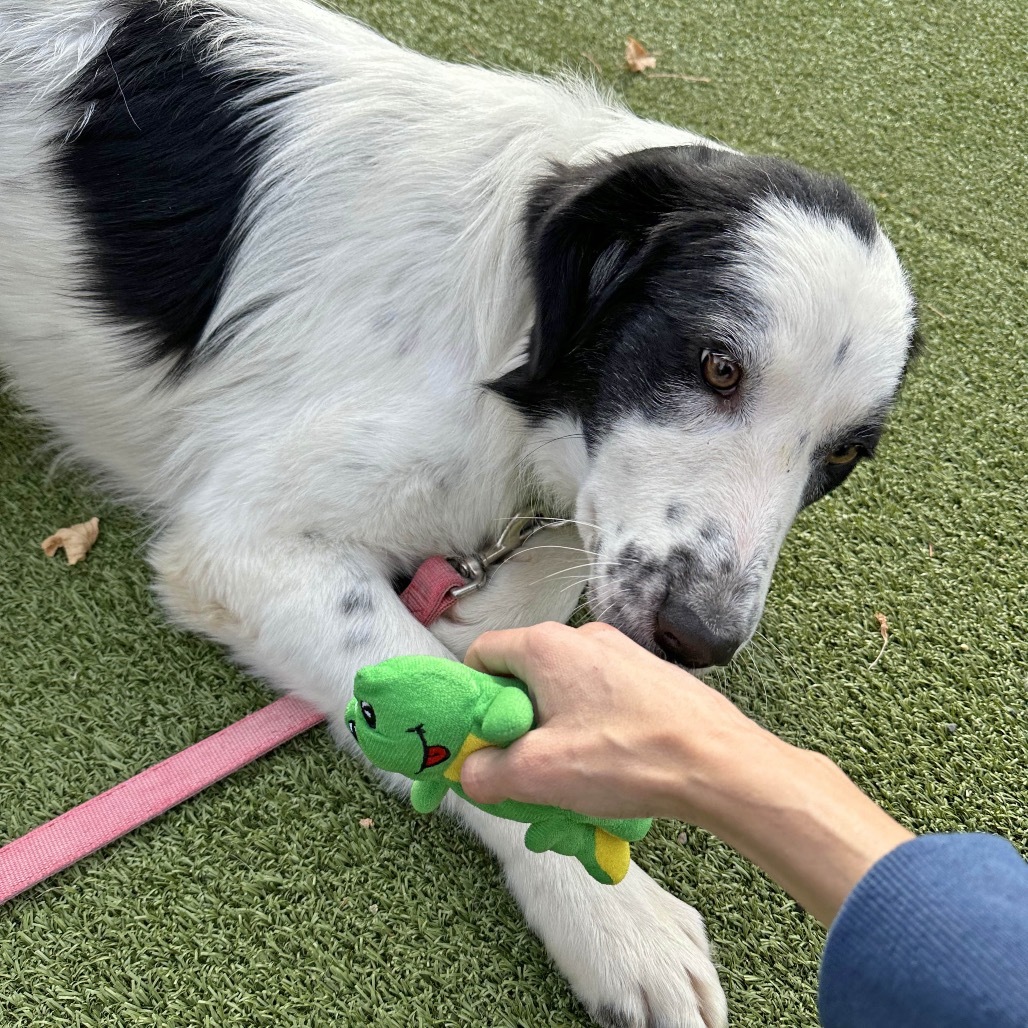 Smudge, an adoptable Mixed Breed in Hailey, ID, 83333 | Photo Image 6