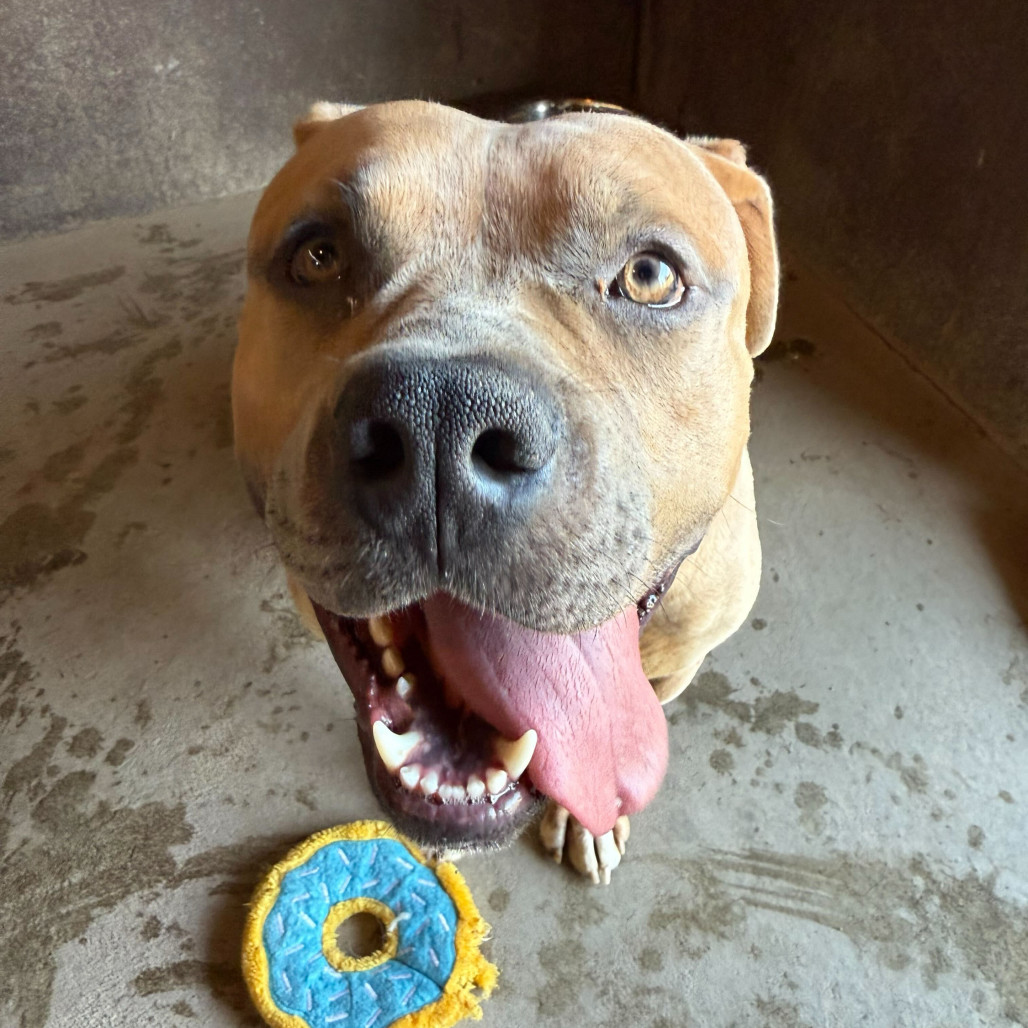 Simba, an adoptable Bullmastiff in Grand Junction, CO, 81505 | Photo Image 1
