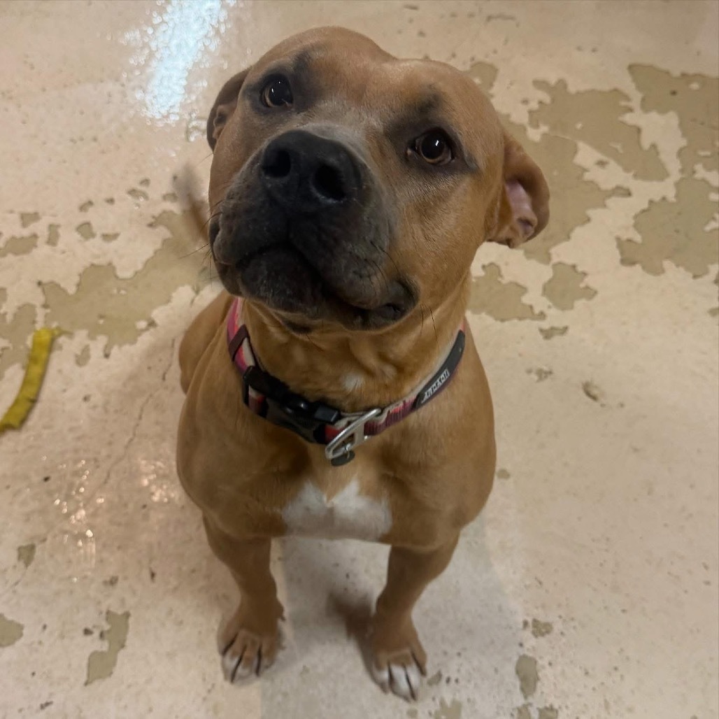 Simba, an adoptable Bullmastiff in Grand Junction, CO, 81505 | Photo Image 2