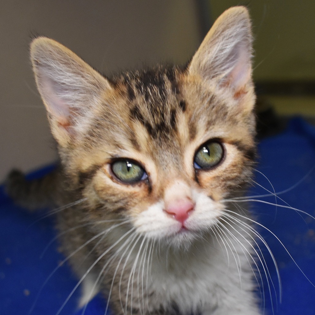 Karma (25-3X-2), an adoptable Domestic Short Hair in Rifle, CO, 81650 | Photo Image 1