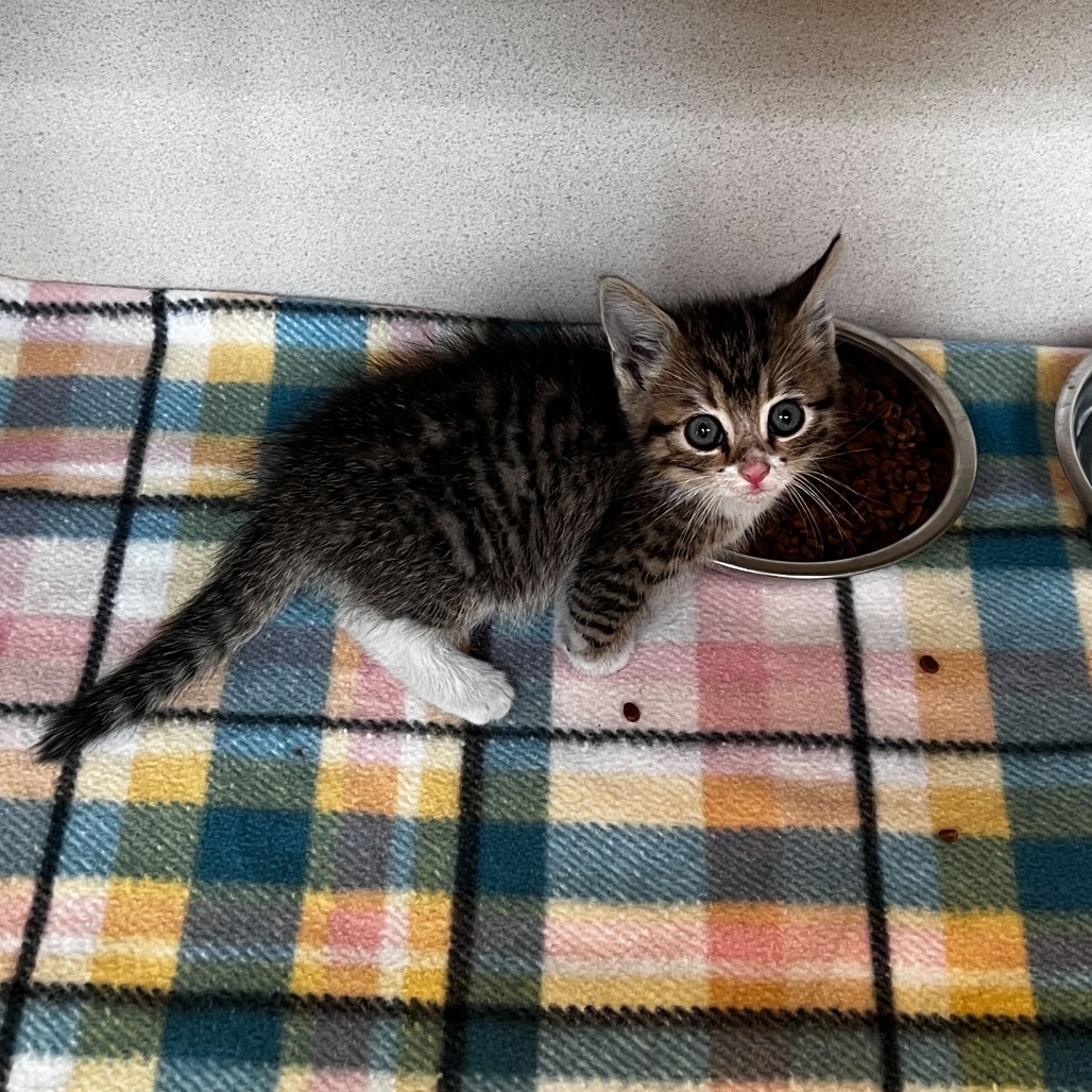 Karma (25-3X-2), an adoptable Domestic Short Hair in Rifle, CO, 81650 | Photo Image 2