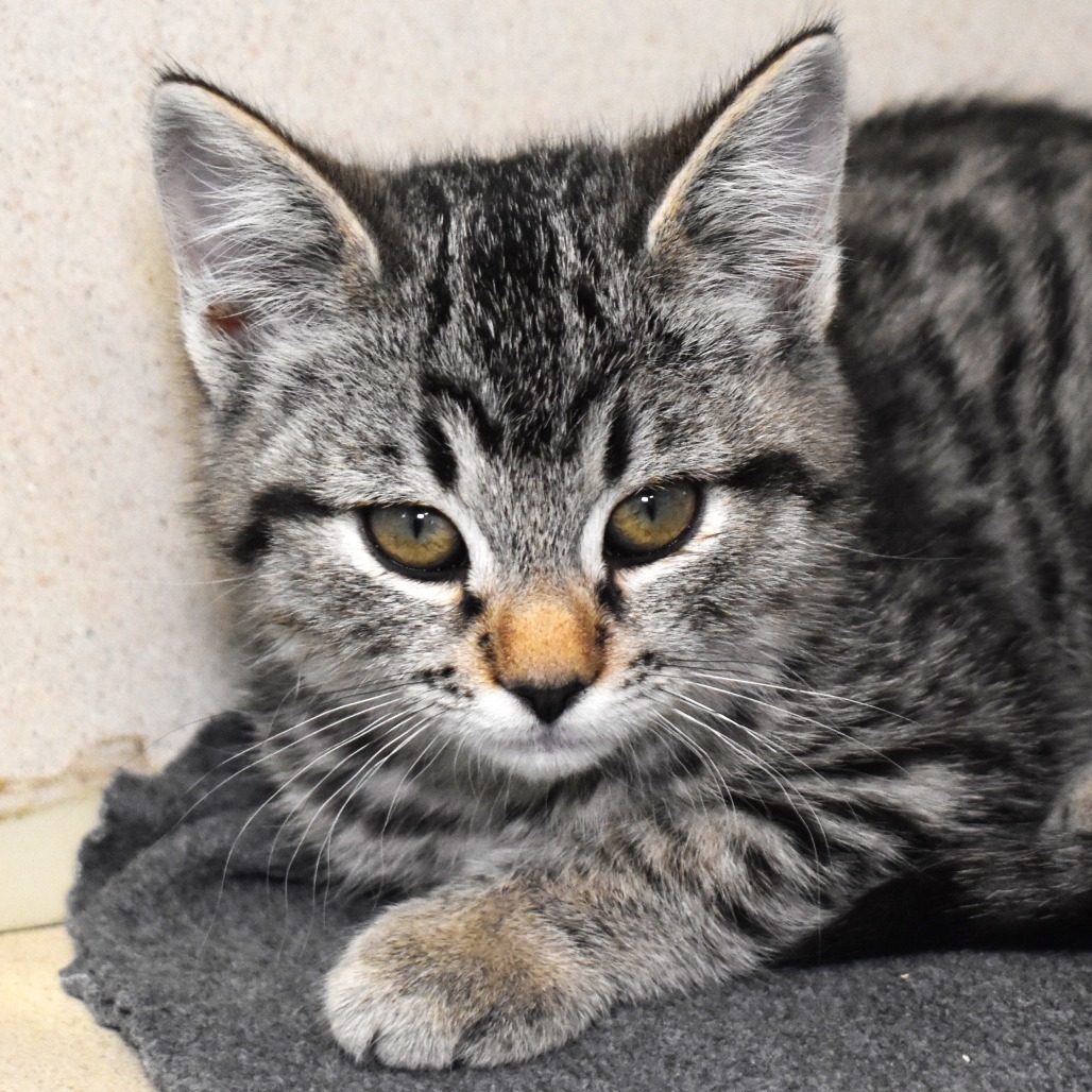Pyro (25-3G-2), an adoptable Domestic Short Hair in Rifle, CO, 81650 | Photo Image 1