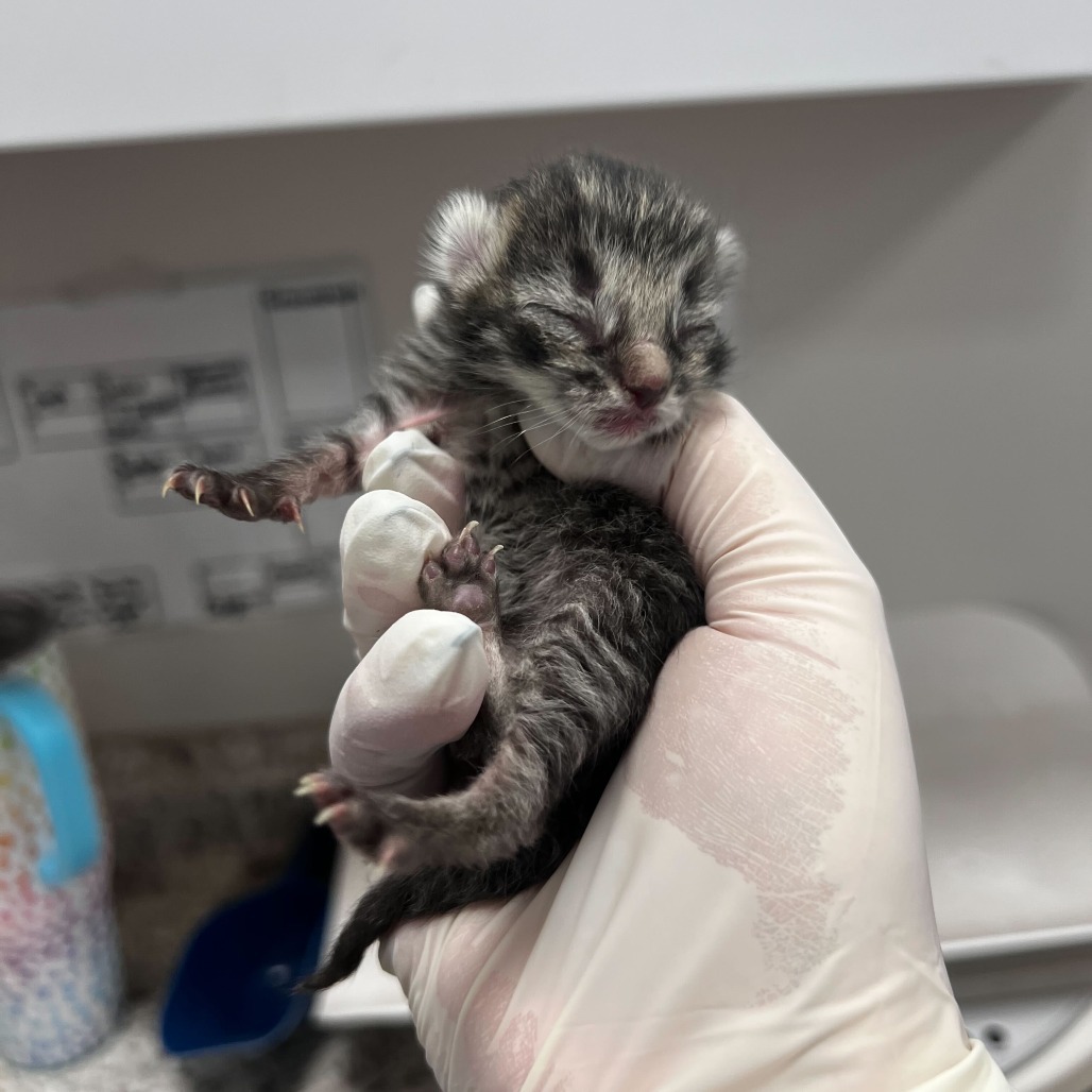 Pyro (25-3G-2), an adoptable Domestic Short Hair in Rifle, CO, 81650 | Photo Image 2