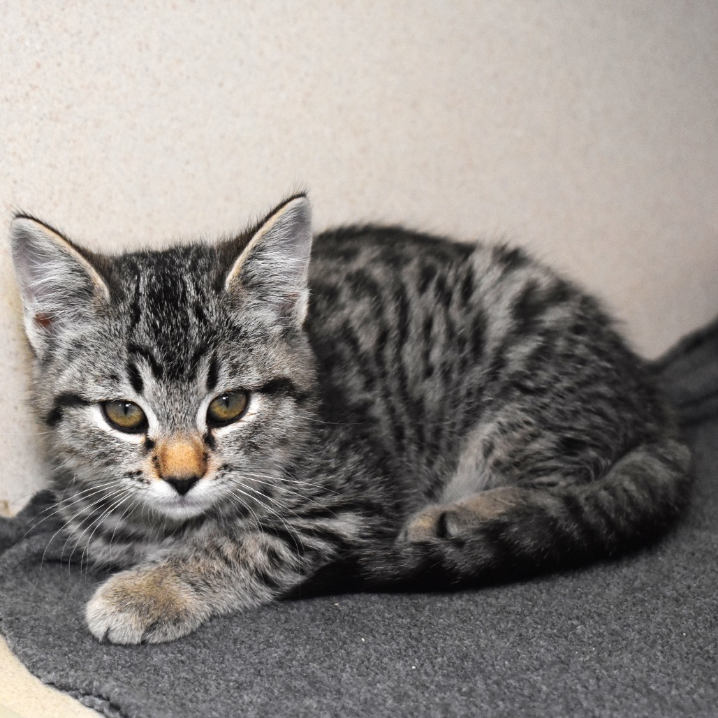 Pyro (25-3G-2), an adoptable Domestic Short Hair in Rifle, CO, 81650 | Photo Image 3
